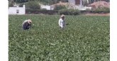 Procedimiento para trabajar en el sector agrario en virtud de la normativa establecida en el estado de alarma