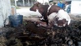 La ONG Equalia denuncia a siete explotaciones de vacas lecheras por graves irregularidades