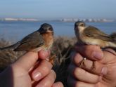 Anillamiento a puertas abiertas y resumen de la campaña de isla Glosa para celebrar el Día Mundial de las Aves Migratorias