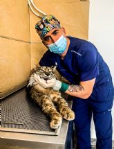 AniCura Ja�n Norte Cl�nica Veterinaria realiza a un lince ib�rico una cirug�a pionera a nivel mundial