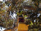 La revisión de los ficus del Jardín de Floridablanca permite detectar una rama de dos toneladas que presentaba riesgo de caída