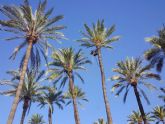 Comienza la poda de ms de 15.000 palmeras de Murcia y pedanas