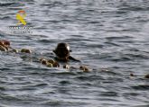 La Guardia Civil investiga en �guilas a un pescador sin autorizaci�n por sentencia judicial