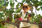 La UPCT vendimia unos 6.000 kilos de uva merseguera, con la que se quieren obtener los certificados ecolgico y varietal