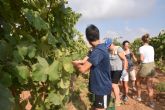 Estudiantes y profesores voluntarios vendimian este lunes en los viñedos de la UPCT