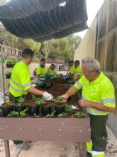 El Ayuntamiento de Lorca inicia la plantación en los viveros municipales de las tradicionales flores de pascua que decorarán plazas y parques del municipio esta Navidad