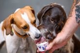 Badiani invita a celebrar el D�a Internacional del Perro con una experiencia �nica para due&ntilde;os y mascotas