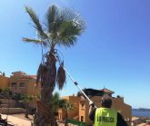 Desarrollo Sostenible ejecuta labores de adecuacion de jardines en La Azohia e Isla Plana