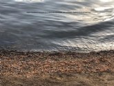 'Y el Mar Menor se muri�...'