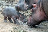 Terra Natura Murcia celebra el nacimiento de su segunda cría de hipopótamo