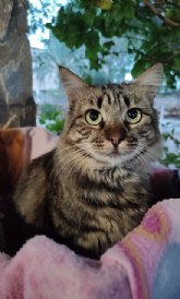 Fundaci�n Affinity y Fotocasa muestran la dificultad que tienen las personas que conviven con un perro o un gato para alquilar un piso