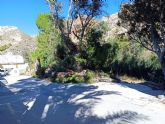 Izquierda Unida-Verdes denuncia la tala de rboles en el balneario de Archena