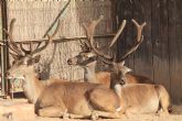 Los ciervos de Terra Natura Murcia comienzan su poca de apareamiento
