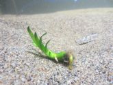 Un estudio de la UMU publicado en PlosOne facilitar� la restauraci�n de Posidonia oceanica