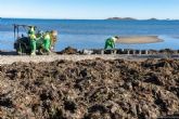 Brigadas municipales y de la Comunidad retiran algas acumuladas tras los �ltimos temporales
