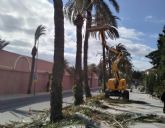 Realizan labores de poda y mantenimiento de la poblacin de palmeras en la va pblica, parques y jardines