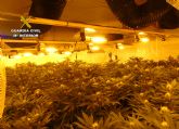 La Guardia Civil desmantela en una casa de campo de Bullas un invernadero con más de 300 plantas de marihuana