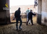 La Guardia Civil inmoviliza 300 cabezas de ganado ovino y caprino contagiadas con sarna en Jumilla