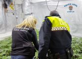Desmantelan un sofisticado invernadero de cultivo de marihuana en una casa de campo de El Garrobillo-Lorca