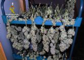 La Guardia Civil sorprende a siete personas manipulando cannabis en un chal de El Esparragal-Murcia