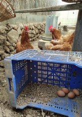 Denuncian las consecuencias del consumo de huevos de jaula para 35 millones de gallinas