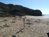 Medio Ambiente comienza la reposicin de la vegetacin arrancada por una roturacin ilegal en las playas de Calnegre