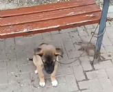 Izquierda Unida denuncia el abandono institucional ante el maltrato animal en Lorca y exige responsabilidades a la Concejalía de Sanidad