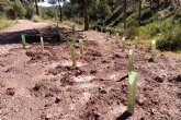 España lidera el desarrollo de las directrices comunes de la Uni�n Europea para las actuaciones de reforestaci�n establecidas en la Estrategia de Biodiversidad para 2030