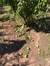 Devastador 'golpe de calor' para los cultivos de la regin