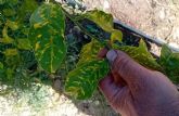 UPA reclama ayudas para los agricultores afectados por la clorosis nervial amarilla