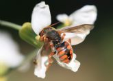 Agricultura realiza un ensayo sobre aplicacin de atrayente de abejas en meln
