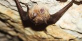 Medio Ambiente actualiza el conocimiento sobre los murci�lagos en Sierra de la Pila y El Carche con t�cnicas avanzadas de seguimiento