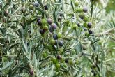 Unin de Uniones prev una disminucin de ms del 40% en la cosecha de aceite de oliva esta campana