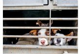 El pr�ximo 29 de septiembre entrar� en vigor la nueva Ley de Protecci�n de los Derechos y el Bienestar Animal