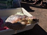 Liberadas tres tortugas bobas que fueron encontradas enredadas en sedales y pl�sticos en playas de La Manga y Cabo de Palos