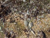 IU-Verdes de Yecla: 'Solicitamos que el Ayuntamiento medidas para detener la destrucci�n del Mar Menor'