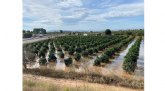 La DANA del pasado fin de semana en la Comunidad Valenciana provoca danos en producciones de c�tricos