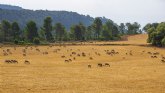 La ganader�a extensiva est� en grave riesgo de desaparici�n en Espana