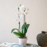 Gu�a pr�ctica para el cultivo de las orqu�deas