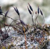 La UMU lidera la investigación en briófitos con el descubrimiento de cinco nuevas especies de musgos