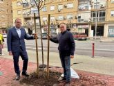 Murcia planta más de un centenar de árboles en alcorques de barrios y pedanías para continuar reponiendo los ejemplares perdidos en el Plan de Movilidad