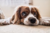 Enfermedades emergentes en mascotas que pueden afectar a otros miembros de tu familia: Rabia y Leptospirosis