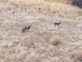 Podemos-Cieza apuesta por la proteccin del ciervo en los montes del municipio