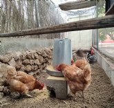 Reactivo gripe aviar: Equalia ONG alerta de que el hacinamiento de millones de aves en macrogranjas es el c�ctel perfecto para las pandemias