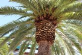 Las palmeras recibirán tratamiento contra el picudo rojo los días 20 y 21 de marzo