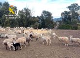 La Guardia Civil recupera más de 200 ejemplares de ganado ovino y esclarece cerca de una decena de hurtos cometidos en una explotación ganadera de Lorca