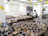 La Regin inicia el cultivo comercial de setas ecolgicas de cardo