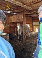 La Guardia Civil investiga a un vecino de Murcia por maltrato animal a un caballo