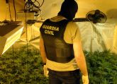 La Guardia Civil se incauta de más de 2.000 plantas de marihuana en dos chalets de Molina de Segura