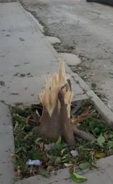 VOX Las Torres de Cotillas exige urgentemente una alternativa y solución viable a la tala de árboles que se sufre en el municipio